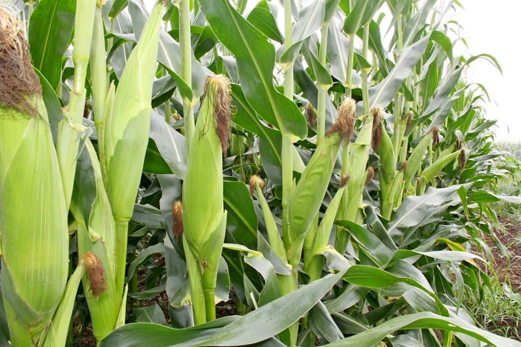 Maize-Farming-Farmsquare